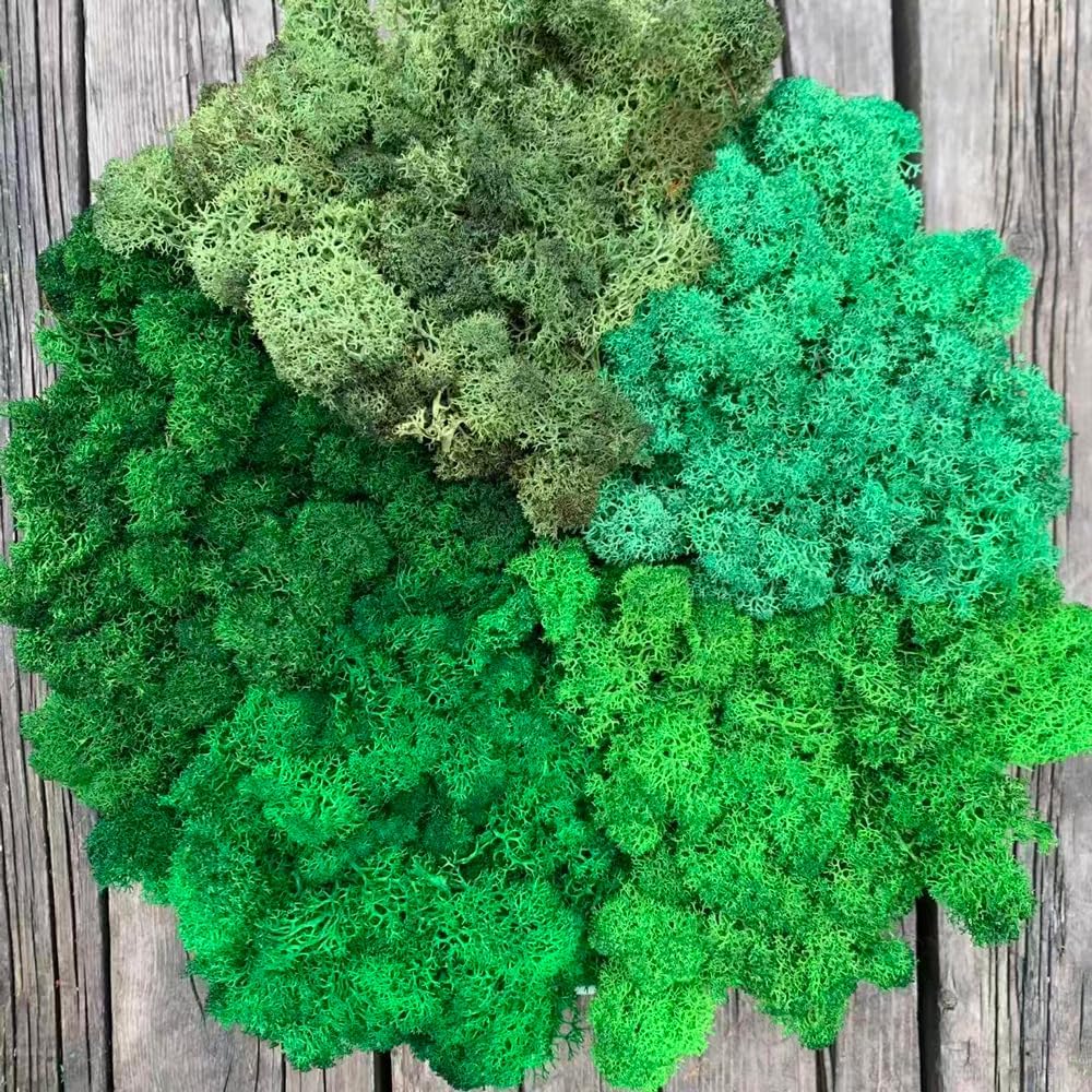 Preserved Reindeer Moss Natural Green DIY Kit Gardenning Art Wall Decor Florist Decor Easter Table Decor Wedding