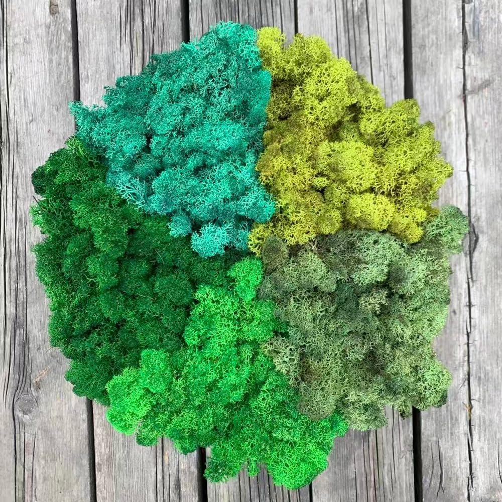 Preserved Reindeer Moss Natural Green DIY Kit Gardenning Art Wall Decor Florist Decor Easter Table Decor Wedding