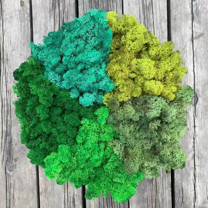Preserved Reindeer Moss Natural Green DIY Kit Gardenning Art Wall Decor Florist Decor Easter Table Decor Wedding