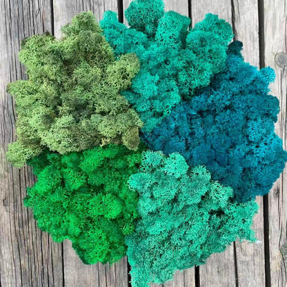Preserved Reindeer Moss Natural Green DIY Kit Gardenning Art Wall Decor Florist Decor Easter Table Decor Wedding