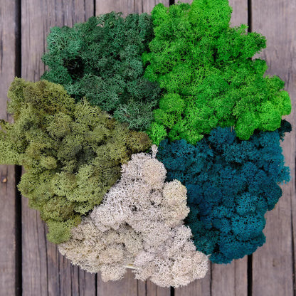 Preserved Reindeer Moss Natural Green DIY Kit Gardenning Art Wall Decor Florist Decor Easter Table Decor Wedding