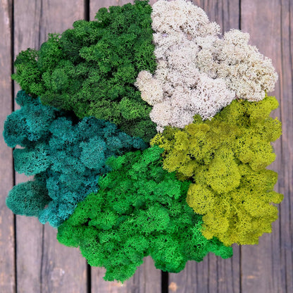 Preserved Reindeer Moss Natural Green DIY Kit Gardenning Art Wall Decor Florist Decor Easter Table Decor Wedding