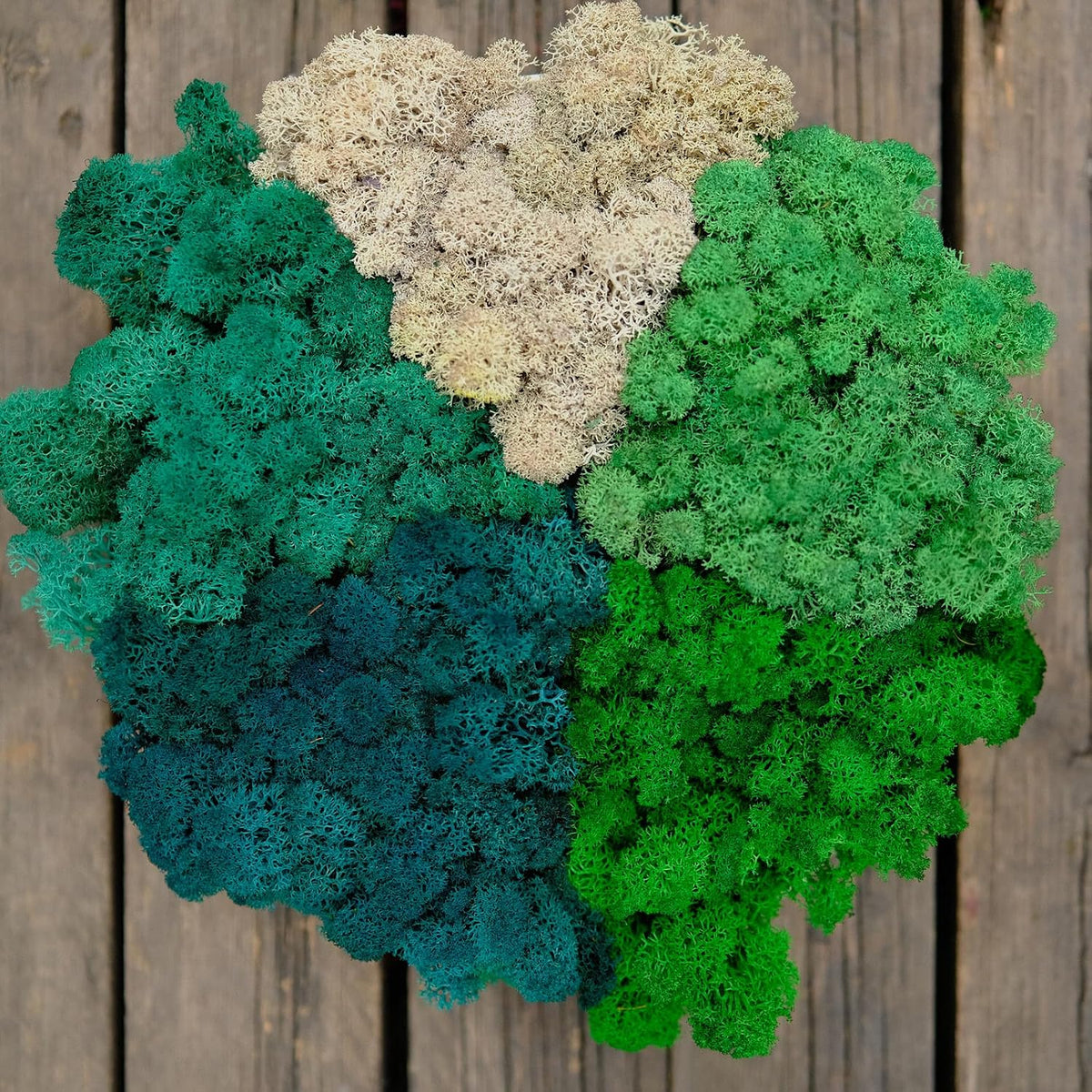 Preserved Reindeer Moss Natural Green DIY Kit Gardenning Art Wall Decor Florist Decor Easter Table Decor Wedding