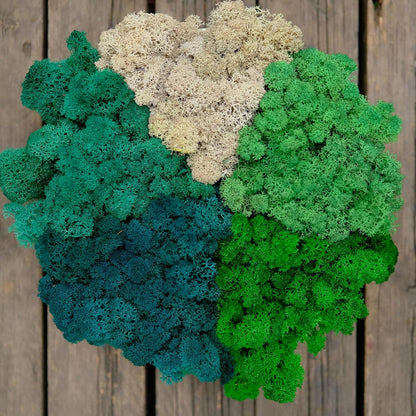 Preserved Reindeer Moss Natural Green DIY Kit Gardenning Art Wall Decor Florist Decor Easter Table Decor Wedding