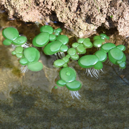 18 Pack Artificial Mini Duckweed with Root, Artificial Floating Plant Plastic Aquarium Simulation Floating Plants for Aquarium Tank Decor