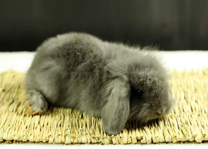 12 Pack Woven Rabbit Mat - Grass Mat & Bunny Bedding Nest - Natural Chew Toy Bed for Guinea Pig Chinchilla Squirrel Hamster Cat Dog and Small Animal