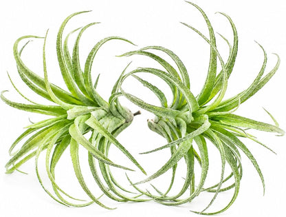 2 Pack Artificial Air Plants, Realistic Looking Faux Tillandsia Succulents Plants for Home Decor, Indoor Outdoor Garden, Terrarium, Office Desk, Wedding Displays (Green)