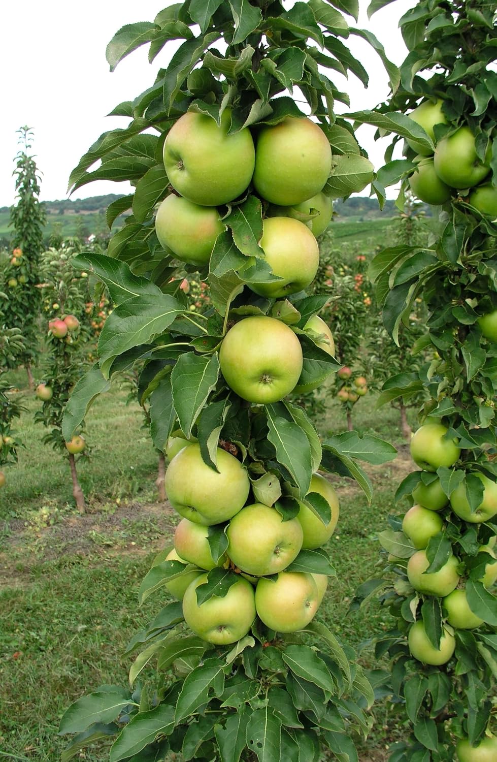 Tangy GreenColumnar Apple, Bright Green Fruit and Compact Form, 1 gal. Nursery Pot, 2–3 ft Tree Height (Ships to 48 States Including CA & AZ)