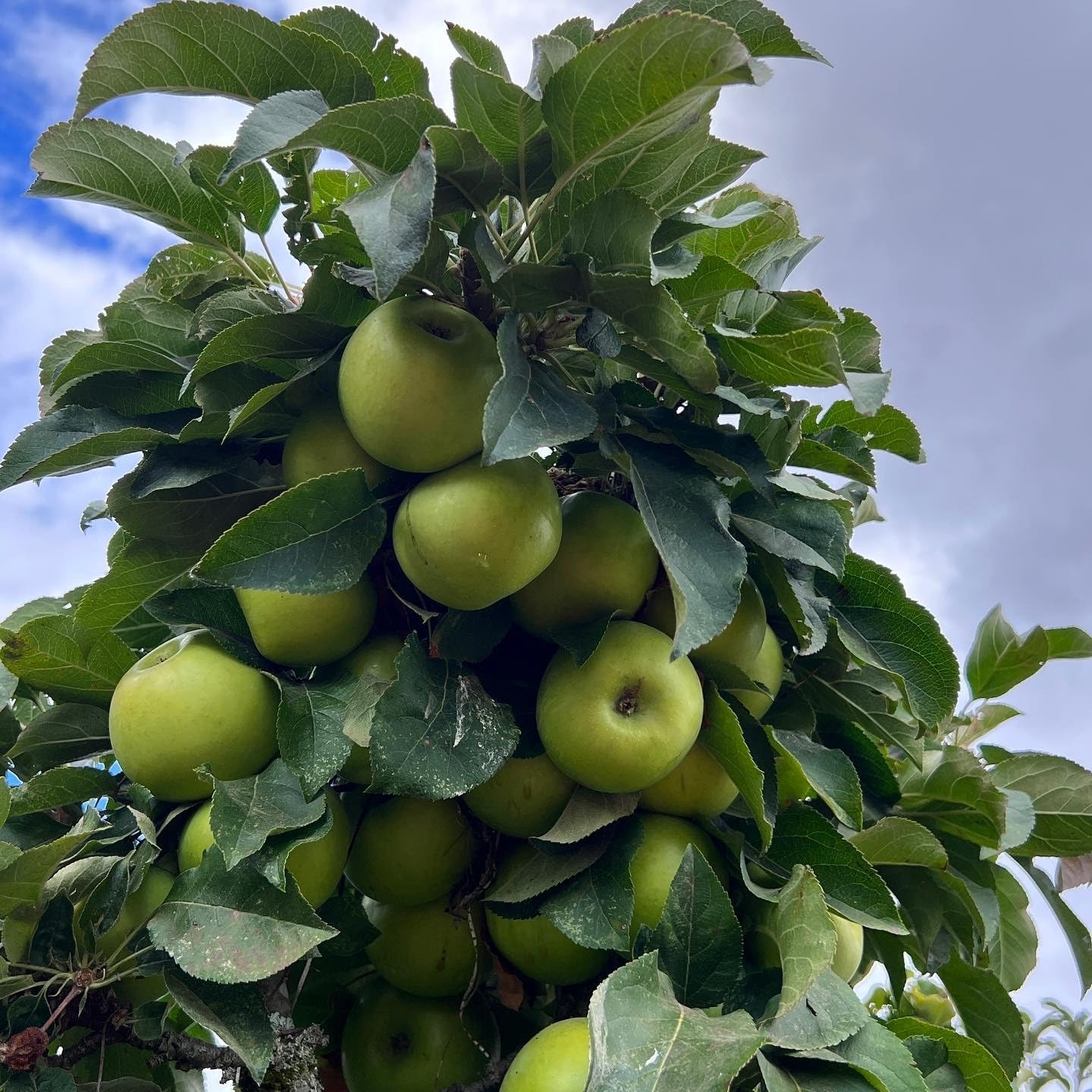 Tangy GreenColumnar Apple, Bright Green Fruit and Compact Form, 1 gal. Nursery Pot, 2–3 ft Tree Height (Ships to 48 States Including CA & AZ)