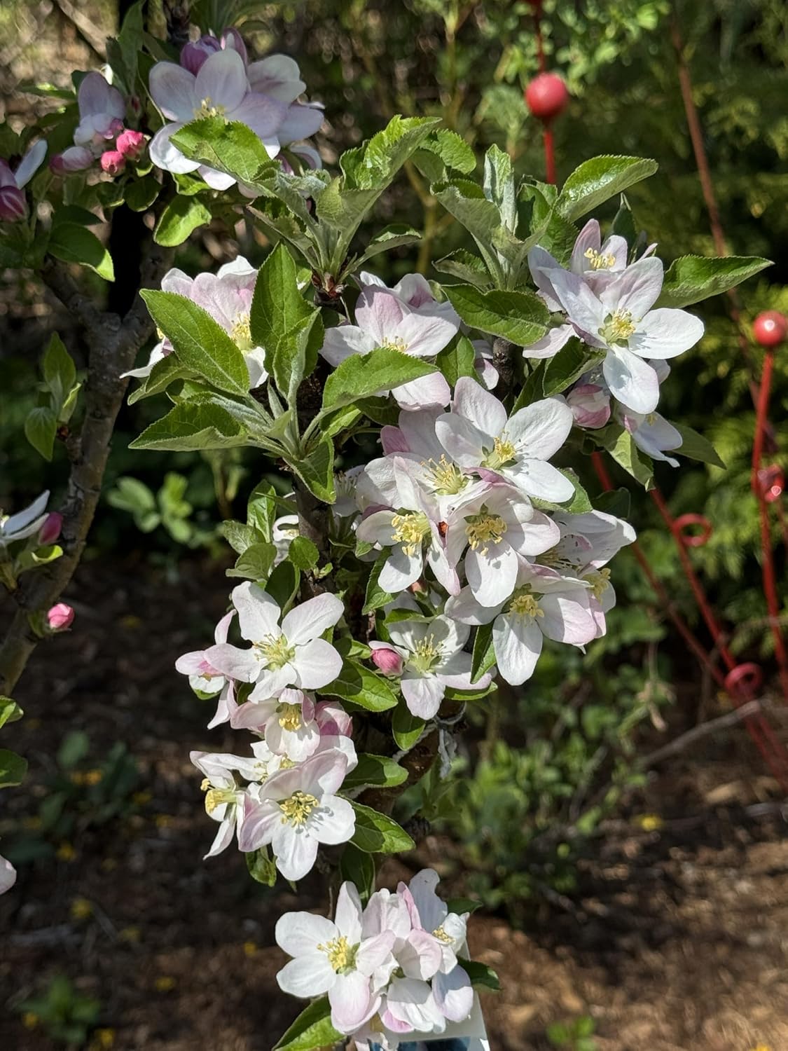 Tangy GreenColumnar Apple, Bright Green Fruit and Compact Form, 1 gal. Nursery Pot, 2–3 ft Tree Height (Ships to 48 States Including CA & AZ)