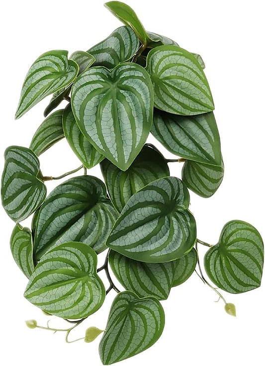 Fake Calathea Orbifolia, Reptile Terrarium Suction Plants