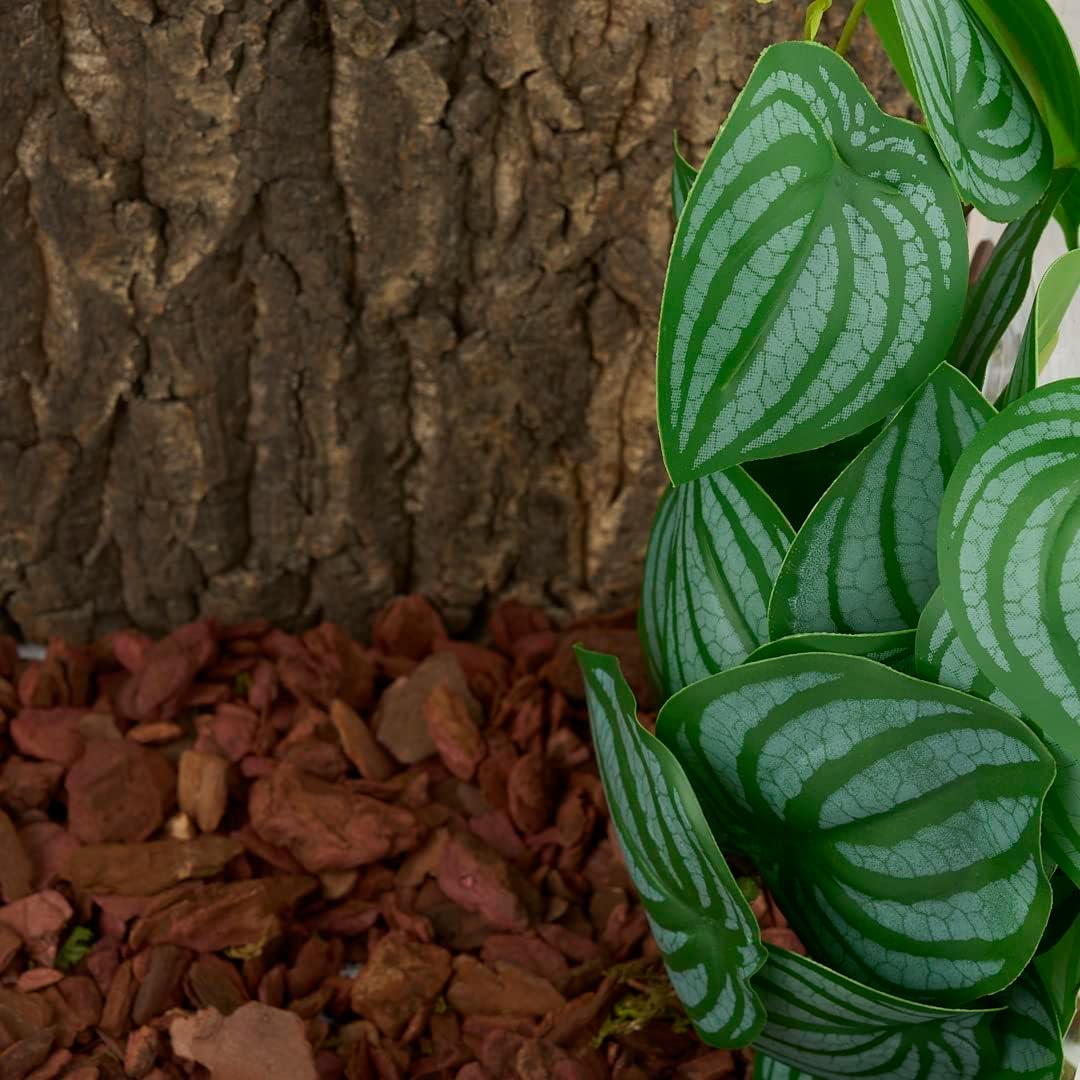Fake Calathea Orbifolia, Reptile Terrarium Suction Plants