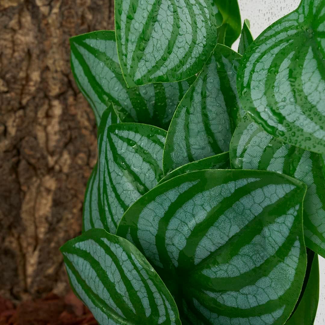 Fake Calathea Orbifolia, Reptile Terrarium Suction Plants