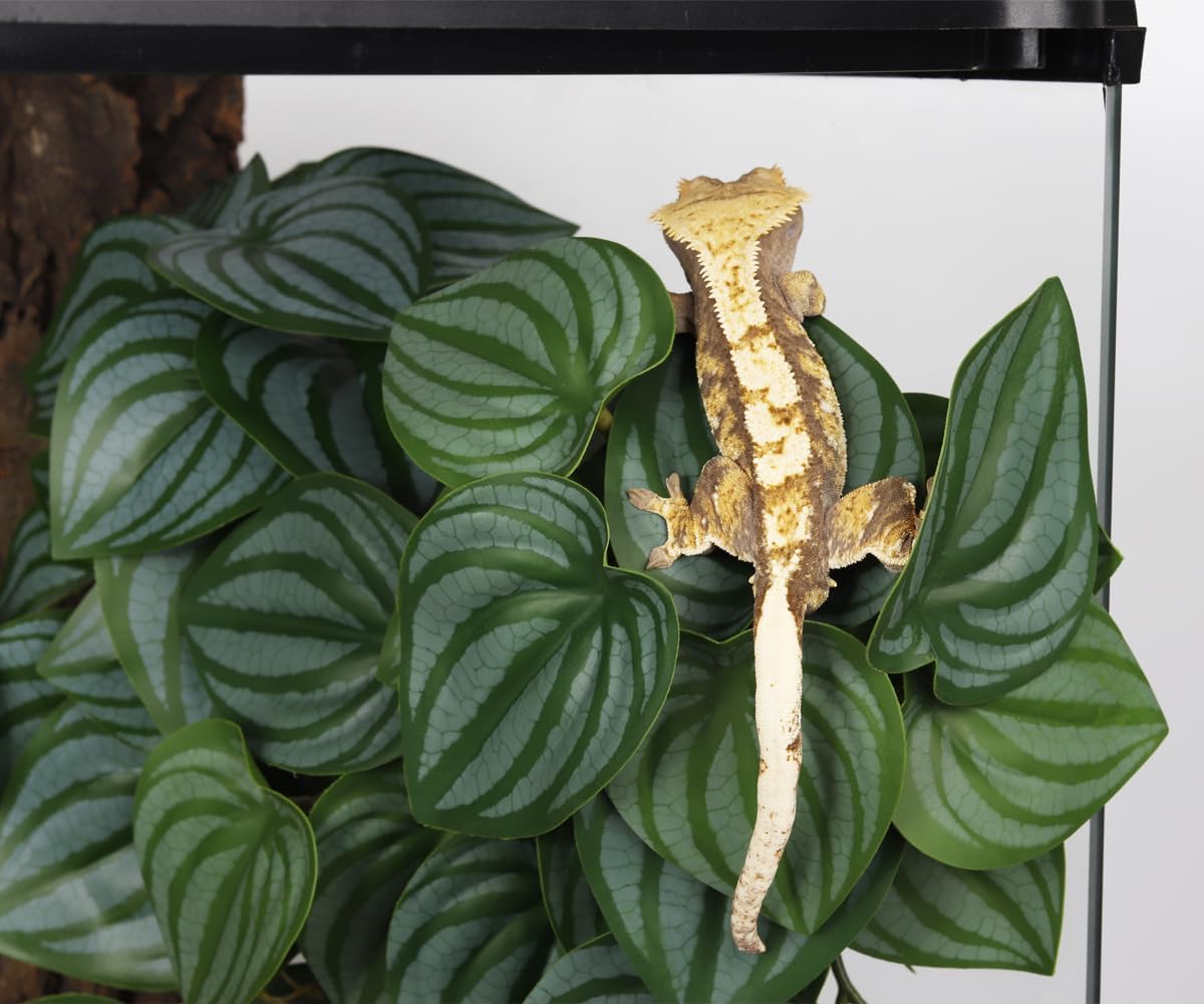 Fake Calathea Orbifolia, Reptile Terrarium Suction Plants