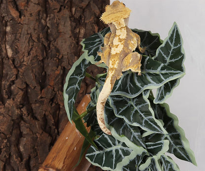 Fake Calathea Orbifolia, Reptile Terrarium Suction Plants