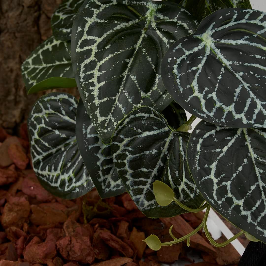 Fake Calathea Orbifolia, Reptile Terrarium Suction Plants