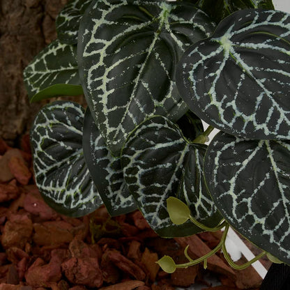 Fake Calathea Orbifolia, Reptile Terrarium Suction Plants