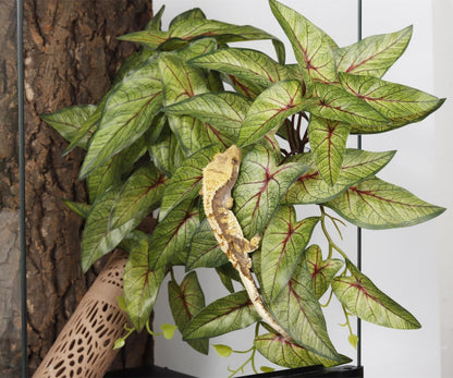 Fake Calathea Orbifolia, Reptile Terrarium Suction Plants