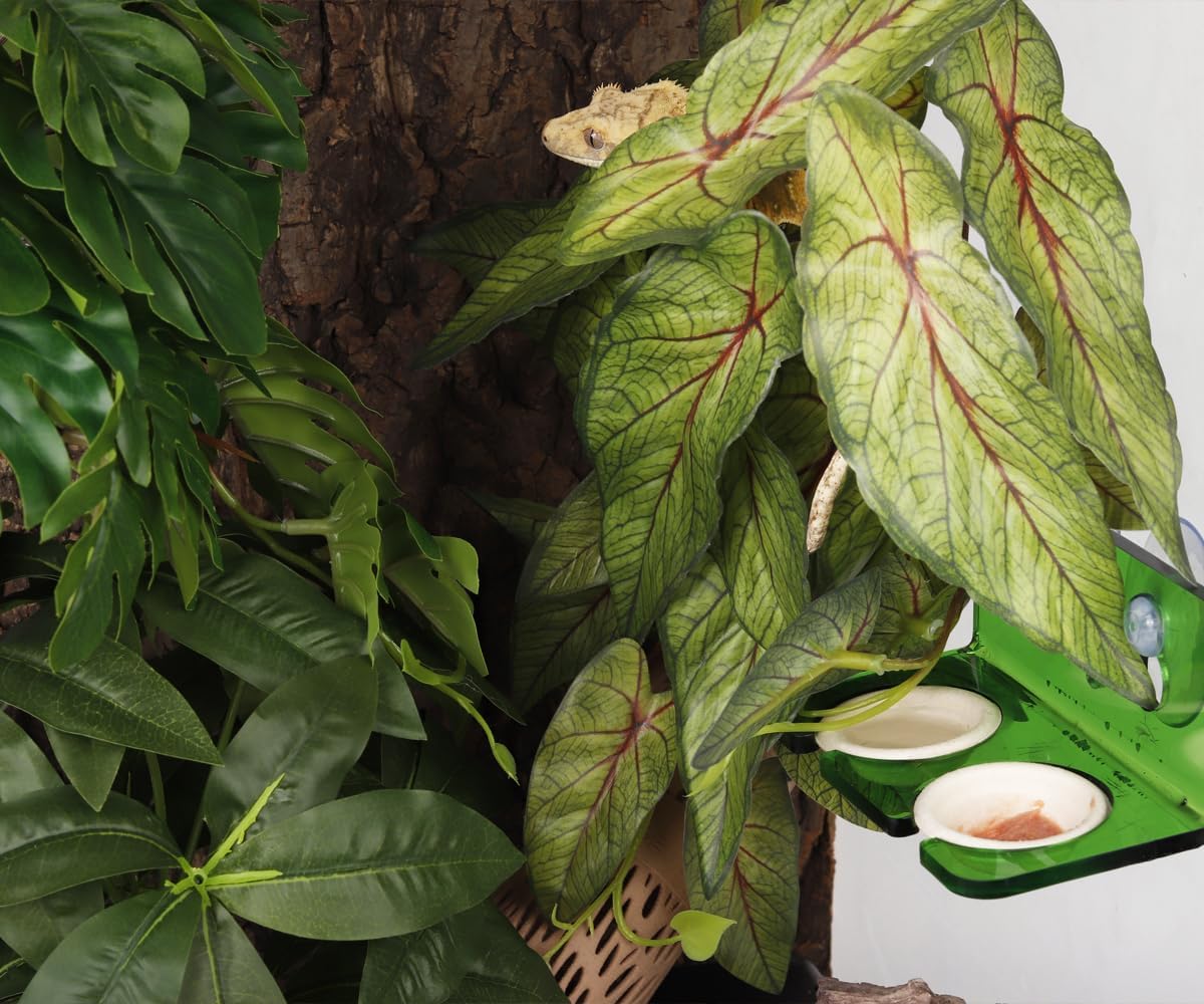 Fake Calathea Orbifolia, Reptile Terrarium Suction Plants