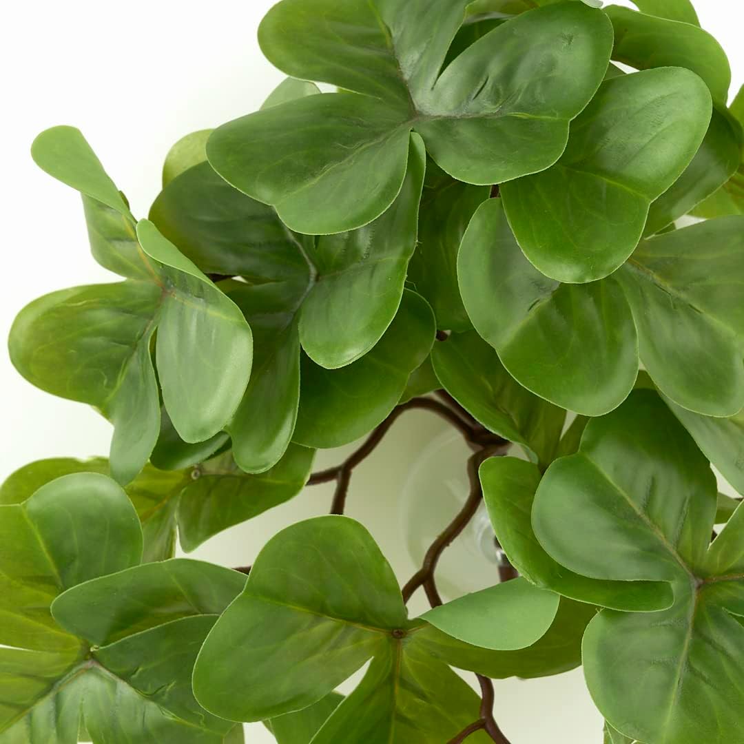 Fake Calathea Orbifolia, Reptile Terrarium Suction Plants