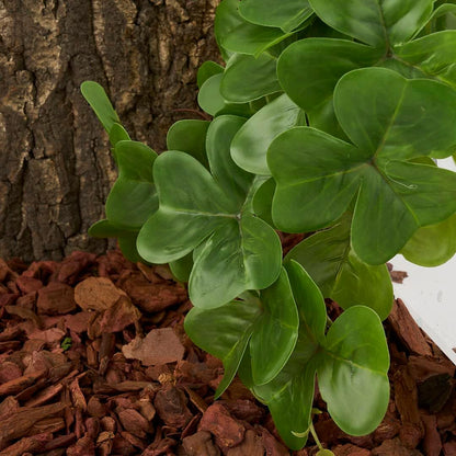 Fake Calathea Orbifolia, Reptile Terrarium Suction Plants