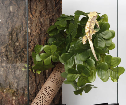 Fake Calathea Orbifolia, Reptile Terrarium Suction Plants