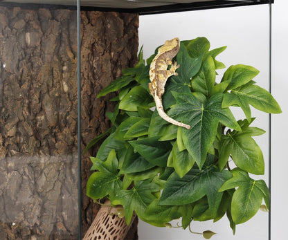 Fake Calathea Orbifolia, Reptile Terrarium Suction Plants