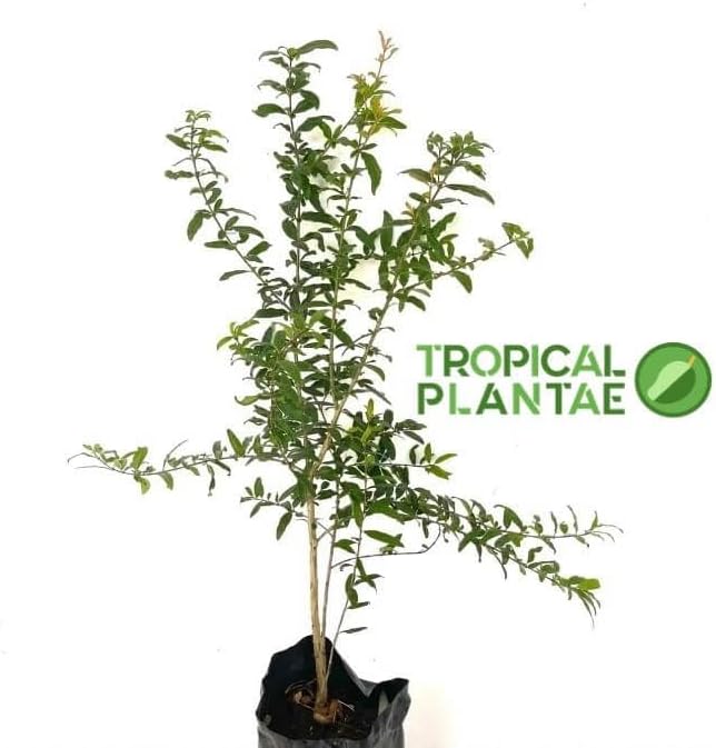Pomegranate Tree – Live Fruit Tree – Hardy Outdoor Plant – USDA Certified