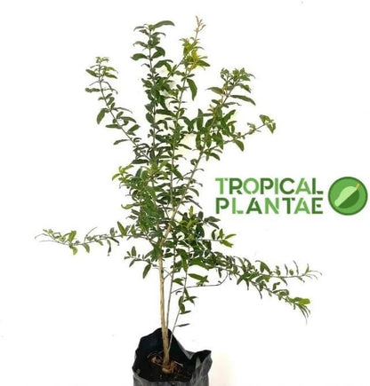 Pomegranate Tree – Live Fruit Tree – Hardy Outdoor Plant – USDA Certified