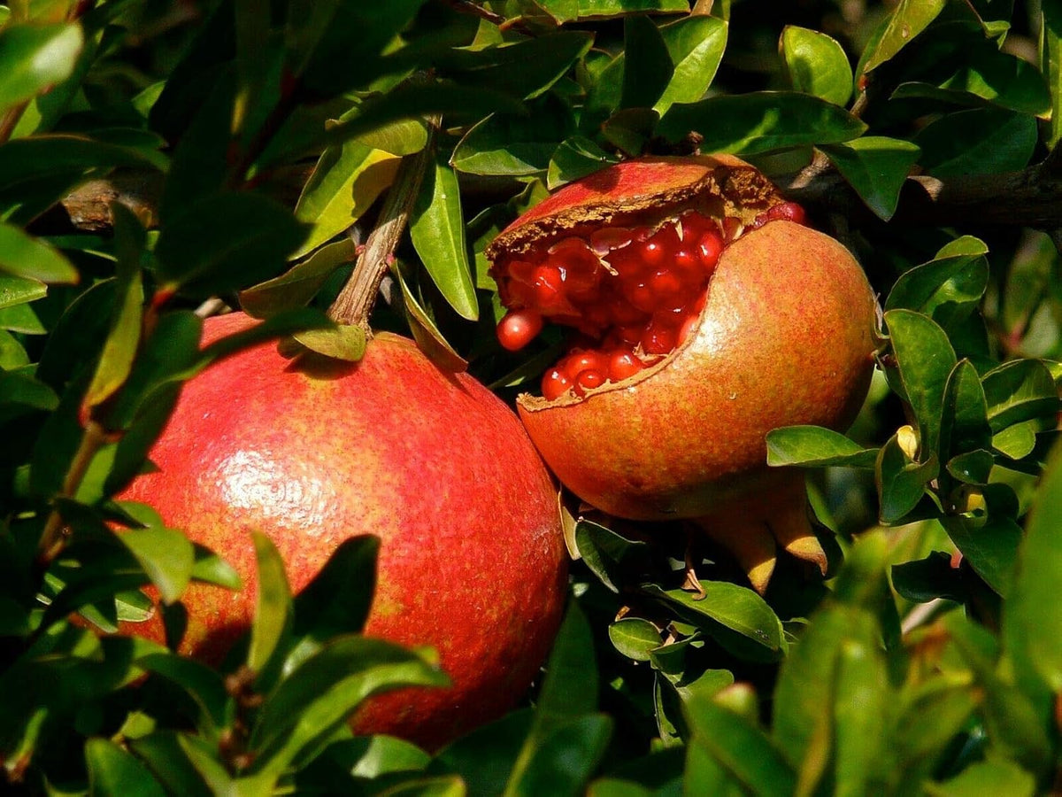 Pomegranate Tree – Live Fruit Tree – Hardy Outdoor Plant – USDA Certified