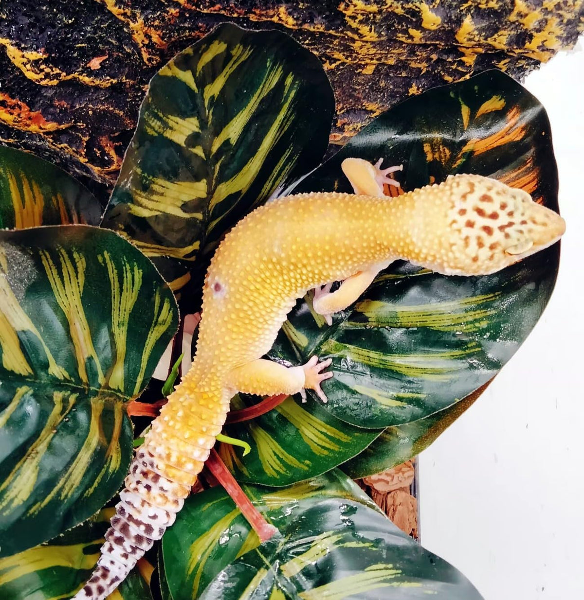 Reptile Plants for Terrarium Decor,Habitat Decor,Artificial Plants