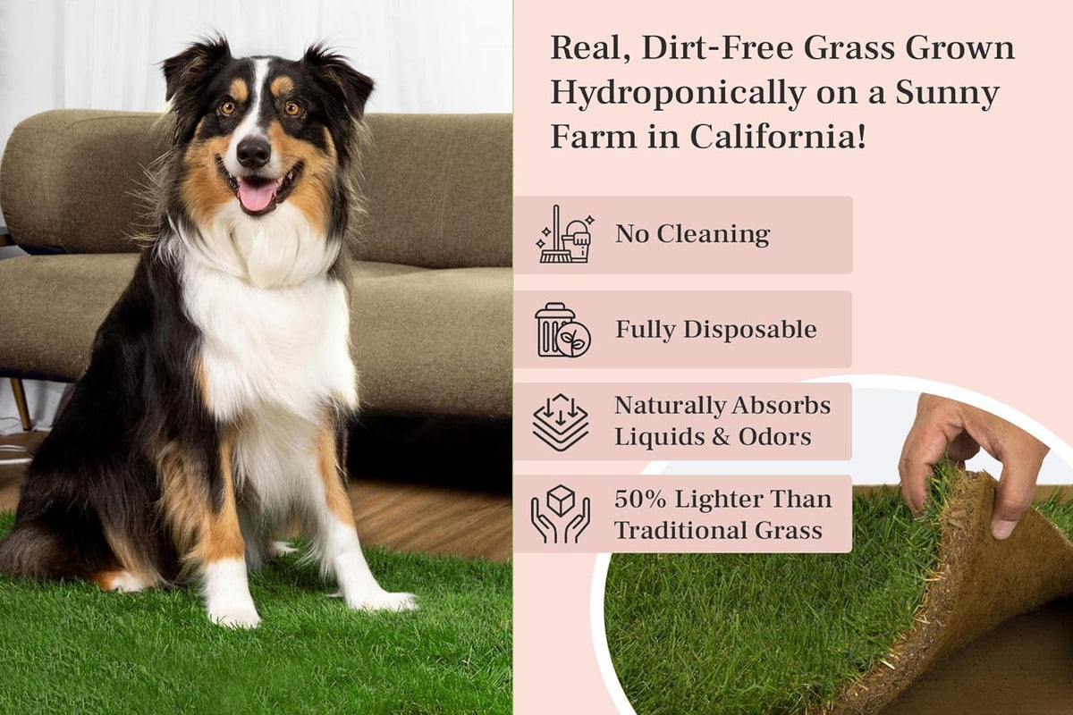 XL Real Grass Puppy Pee Pads, Dog Litter Box Alternative 24x48