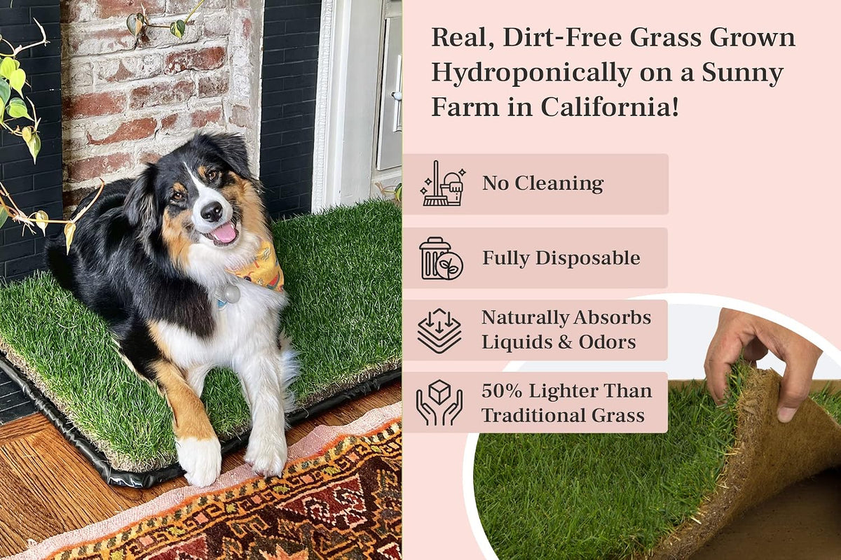 XL Real Grass Puppy Pee Pads, Dog Litter Box Alternative 24x48