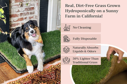 XL Real Grass Puppy Pee Pads, Dog Litter Box Alternative 24x48
