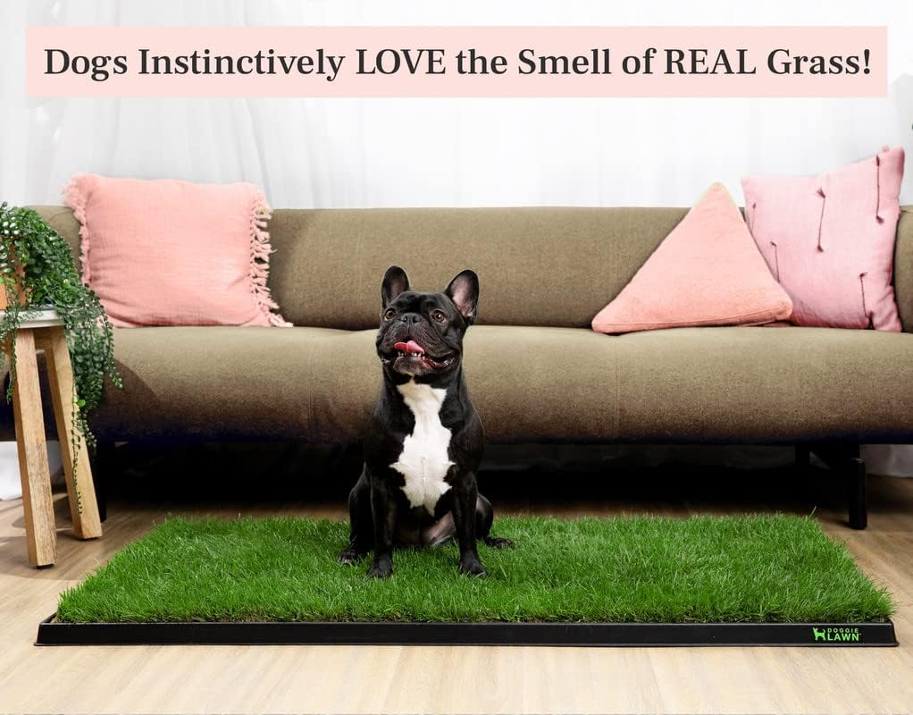XL Real Grass Puppy Pee Pads, Dog Litter Box Alternative 24x48