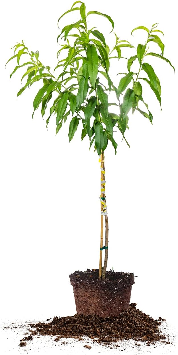 Perfect Plants Flordaking Peach Tree, 4-5 ft, Live Plant