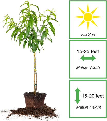 Perfect Plants Flordaking Peach Tree, 4-5 ft, Live Plant