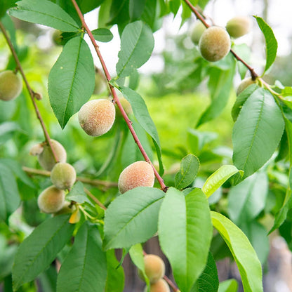 Perfect Plants Flordaking Peach Tree, 4-5 ft, Live Plant