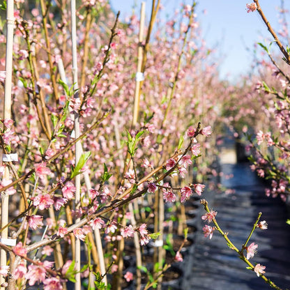 Perfect Plants Flordaking Peach Tree, 4-5 ft, Live Plant