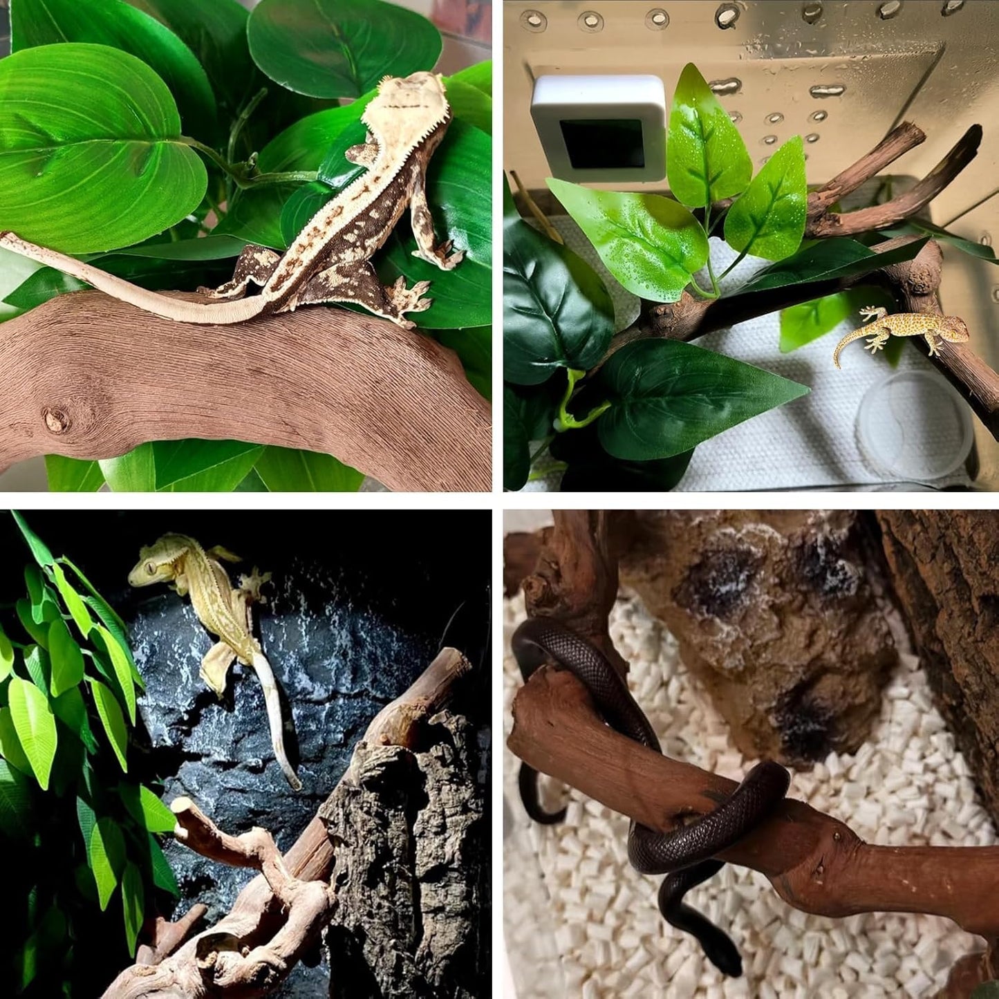 2PCS Reptile Wood Branches Decor,Lizard Habitat Natural Wood Decoration,Snake Climbing Branch Accessories,Terrarium Tree Trunk Ornament for Bearded Dragon Gecko Frog Chameleon Spider