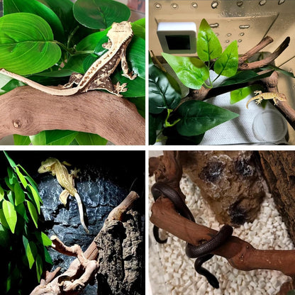 2PCS Reptile Wood Branches Decor,Lizard Habitat Natural Wood Decoration,Snake Climbing Branch Accessories,Terrarium Tree Trunk Ornament for Bearded Dragon Gecko Frog Chameleon Spider