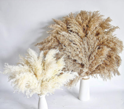 Boho Decor, Fluffy Pompas Grass, Natural Dry Pampas Grass Small, Short Pampass Bulk for Boho Room Decor, Coffee Table Decor (17 inch)