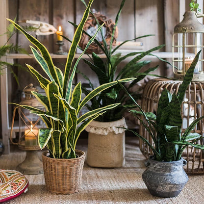 Artificial Plants Sansevieria Snake Plant with Black Plastic Planter Greenery Perfect Faux Agave Fake Plants in Pot for Home Office Indoor and Outdoo Décor (22" Green)