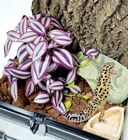 Fake Reptile Plants for Terrarium,Habitat Decor,Artifical Plant