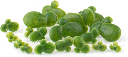 Artificial Mini Duckweed with Root Plastic Floating Fish Plants for Aquarium Tank Decor