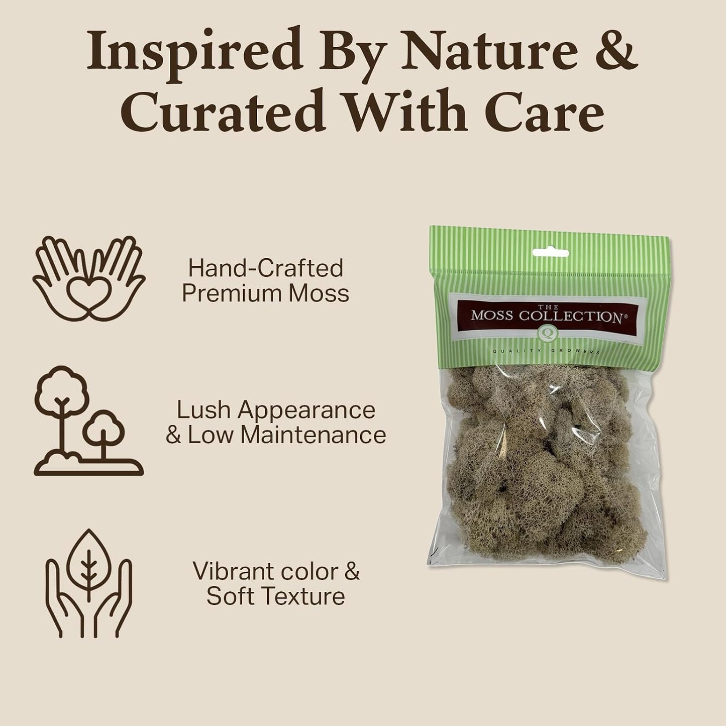 Preserved Reindeer Moss - Moss for Crafts, Home Decor, Art, Design & DIY Projects - Non-Toxic - USA Made (Basil, Standard Box)
