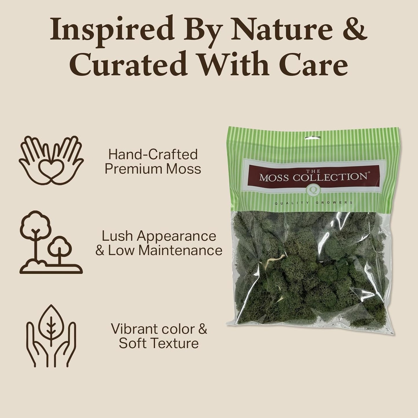 Preserved Reindeer Moss - Moss for Crafts, Home Decor, Art, Design & DIY Projects - Non-Toxic - USA Made (Basil, Standard Box)