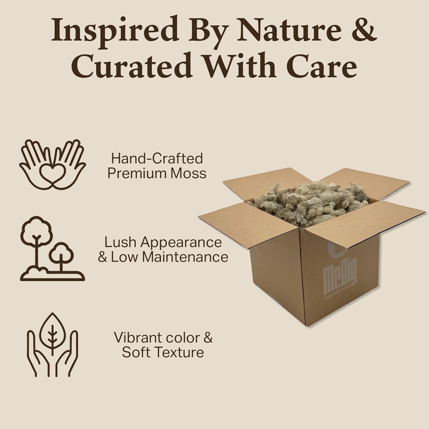 Preserved Reindeer Moss - Moss for Crafts, Home Decor, Art, Design & DIY Projects - Non-Toxic - USA Made (Basil, Standard Box)