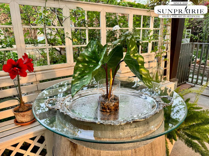 Tropical Artificial Plant in Clear Pot with Artificial Water, Wide Arrowhead Leaves. Faux Plants Indoor and Outdoor