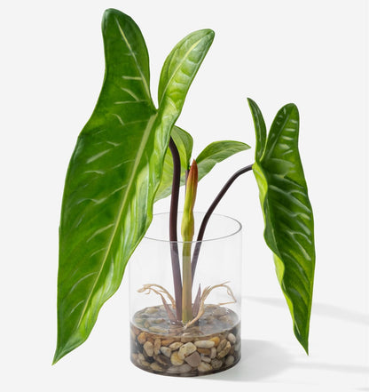 Tropical Artificial Plant in Clear Pot with Artificial Water, Wide Arrowhead Leaves. Faux Plants Indoor and Outdoor